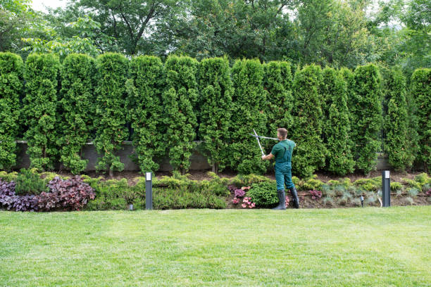 Best Hedge Trimming  in La Quinta, CA